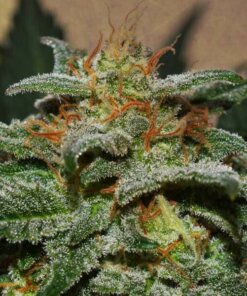 gog sweetberry cough auto -