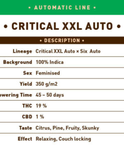 Critical XXL Auto