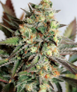 Hybrid Girl Scout Cookies tit -