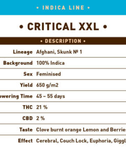 Indica Critical XXL back -
