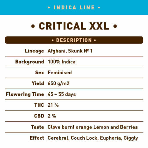 Indica Critical XXL back -