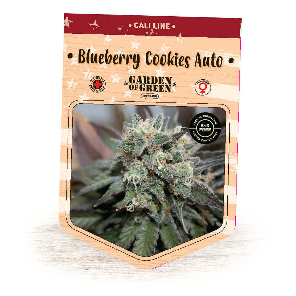 Blueberry Cookies Auto -