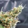 Glueberry Expert Seeds Cannabis Seeds
