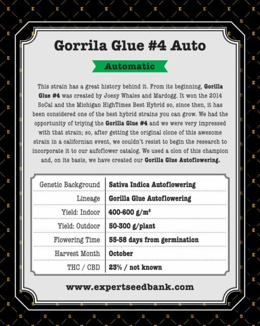 GorrillaGlue4 Auto back 1