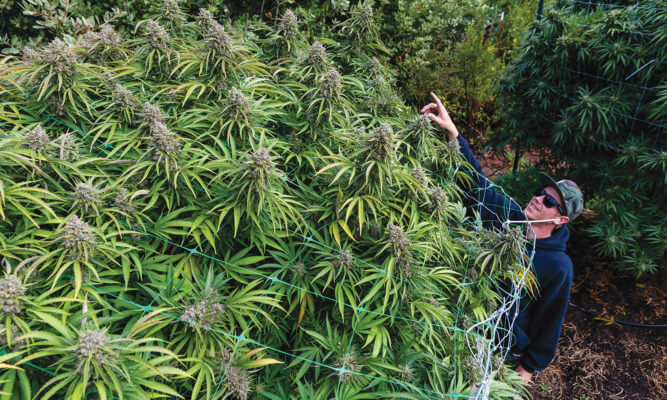 variétés de cannabis à haut rendement 2020 -