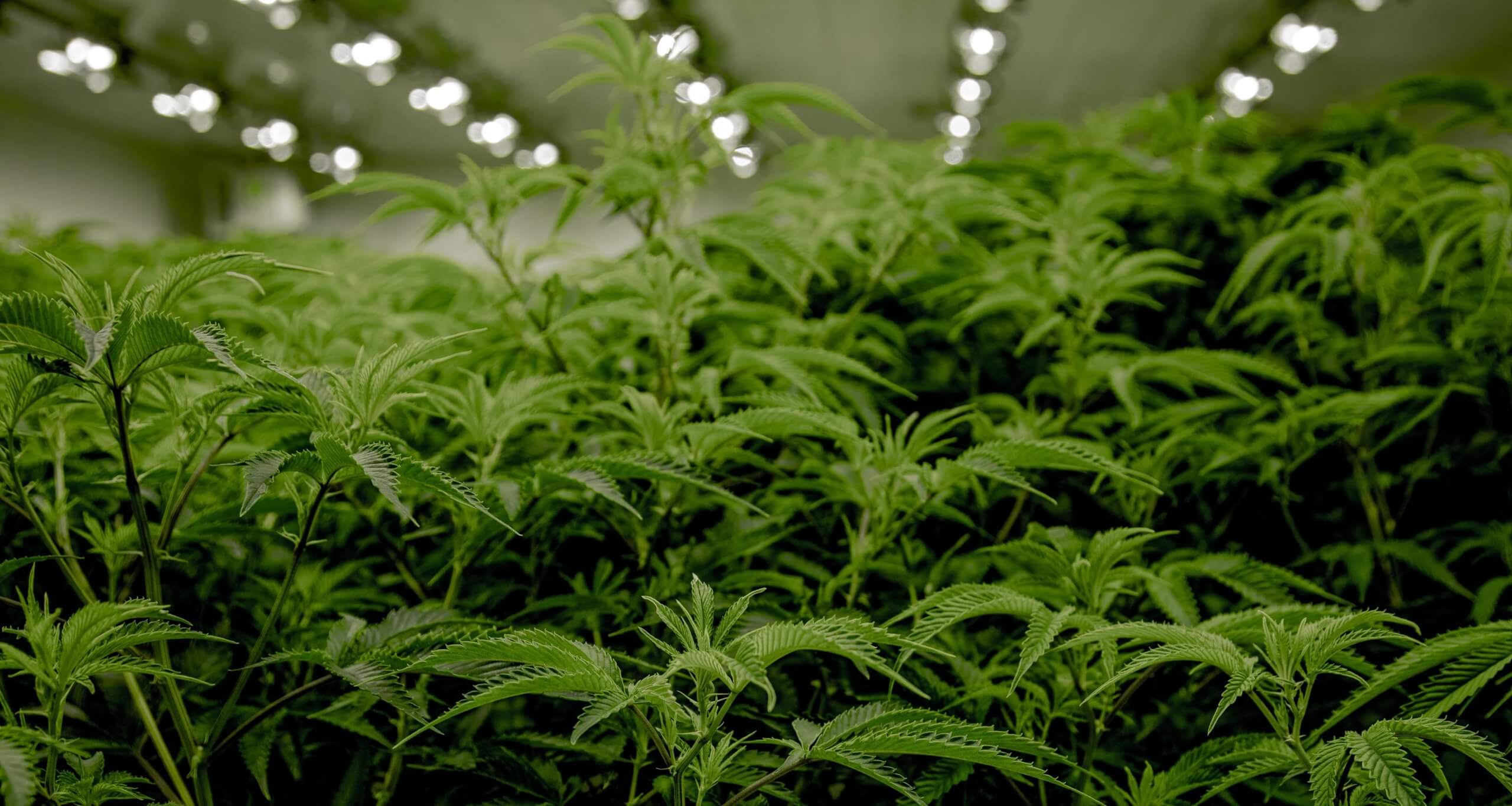 light on marijuana plant scaled -