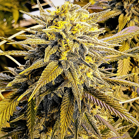 Girl Scout Cookies x Chemdog -