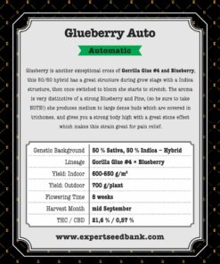 GlueberryAuto back 1 -