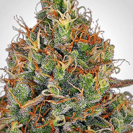 Sweet Tooth Auto -