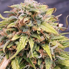 Blueberry Cookies Auto Seeds photo review