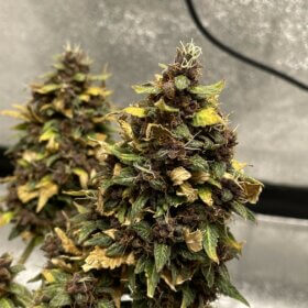 Blueberry Cookies Auto Seeds photo review