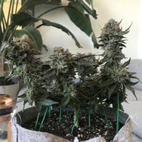 Girl Scout Cookies Seeds photo review