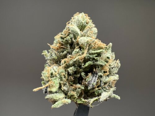 Candyland Seeds photo review