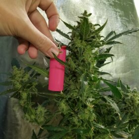 Girl Scout Cookies Auto Seeds photo review