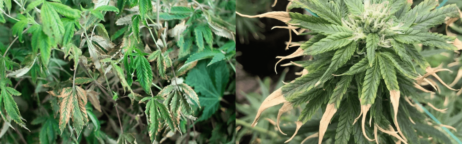 sobrealimentación de la planta de cannabis -