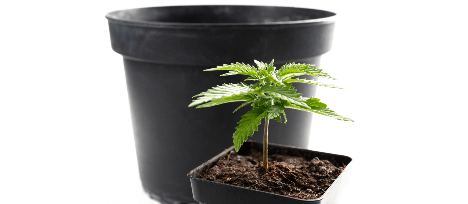 benefits of using larger pots for cannabis growing -
