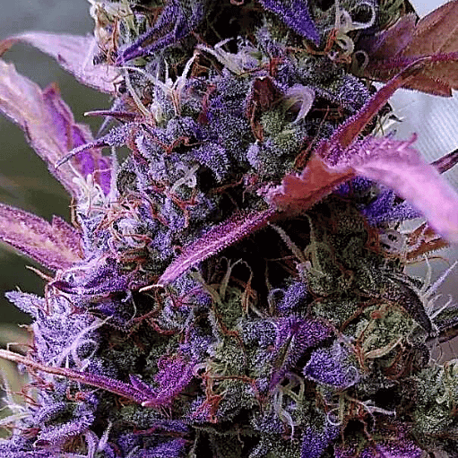 Alaskan Purple -