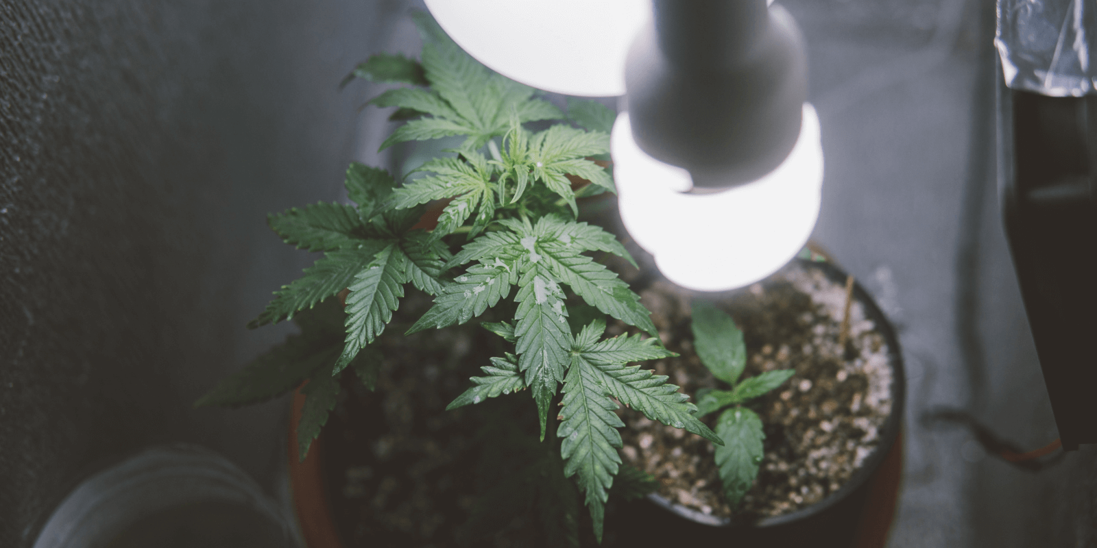 Buying bulk marijuana seeds for indoor growing -