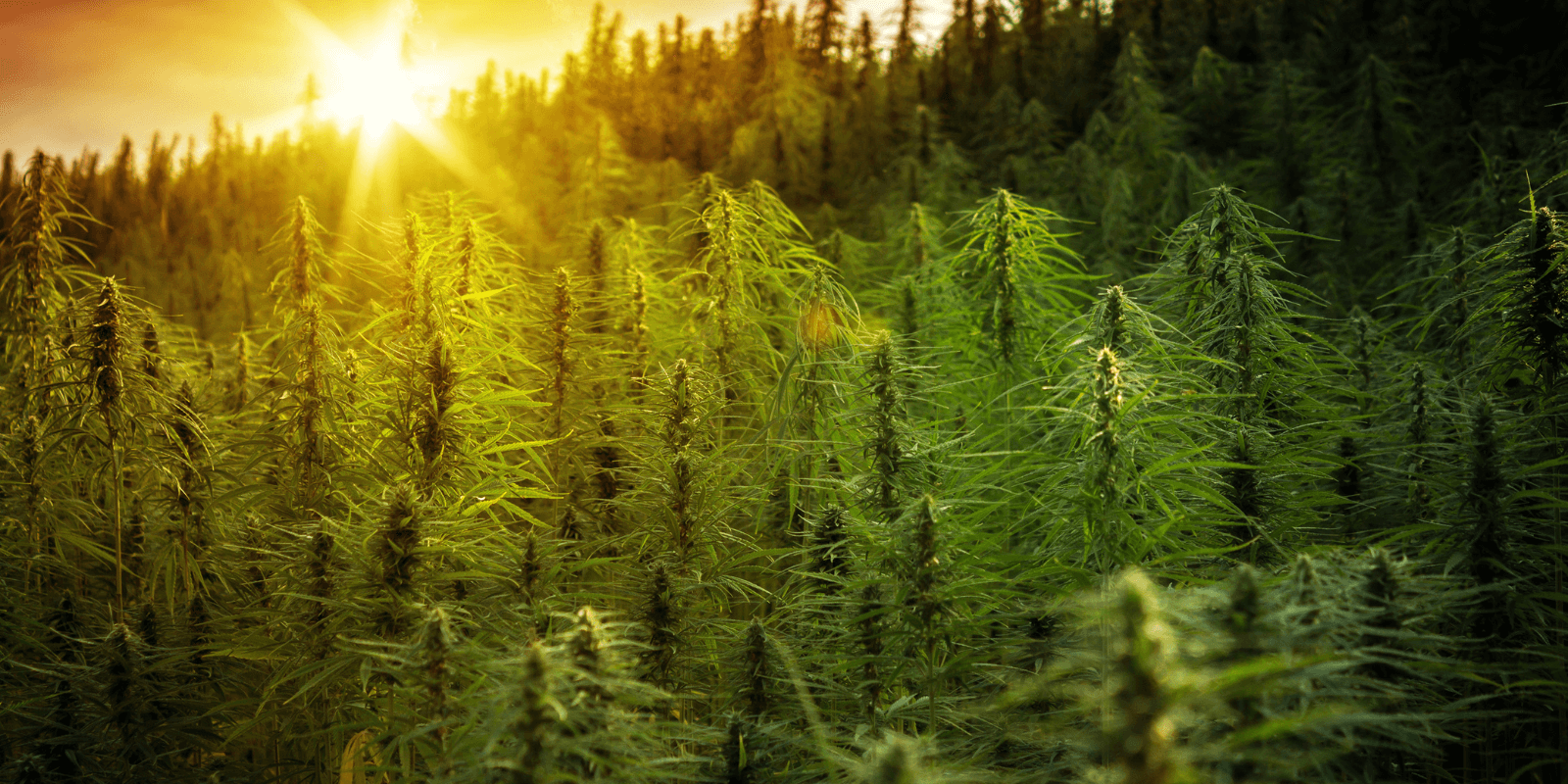 Покупка семян марихуаны оптом для выращивания в открытом грунте -...